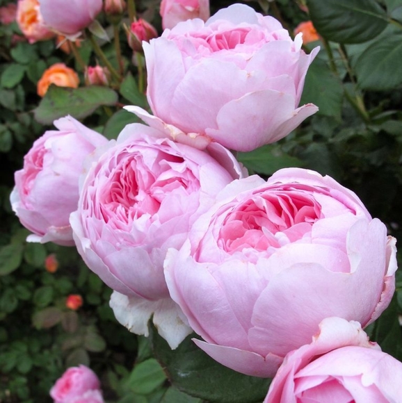 Welcome - Picture 5 of 9